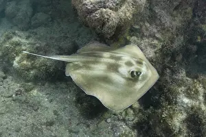 Rays Prints: Brazilian large-eyed stingray (Hypanus marianae) swimming over seabed