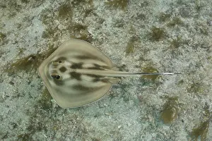 Rays Prints: Brazilian large-eyed stingray (Hypanus marianae) swimming over seabed