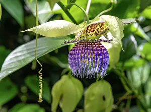 Malpighiales Prints: Brazilian passion fruit (Passiflora edulis) in bloom in a garden