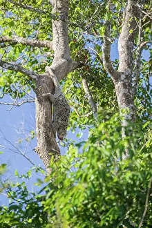 Moving Down Prints: Brazilian porcupine (Coendou prehensilis) climbing down tree trunk