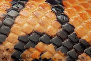 Animal Markings Prints: Brazilian rainbow boa (Epicrates cenchria) scales detail