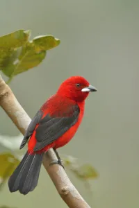 Brazilian tanager (Ramphocelus bresilius) perched on branch, Serrinha do Alambari