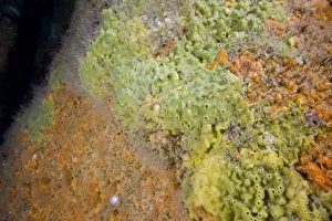 Breadcrumb Sponge (Halichondria panicea) and other encrusting sponges. Channel Islands, UK, June