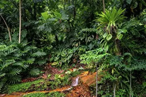Breadfruit tree (Artocarpus altilis) providing shade to tropical plants growing along hot volcanic stream in a garden, Dominica, Lesser Antilles