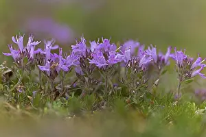 Labiatae Prints: Breckland thyme (Thymus serpyllum) in flower, Norfolk, England, UK. July. Focus stacked