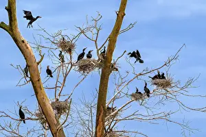 Spring Prints: Breeding colony of Great cormorants (Phalacrocorax carbo) nesting in dead tree in wetland in spring