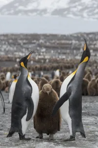 Aptenodytes Prints: A breeding pair of King penguins (Aptenodytes patagonicus) with their chick
