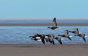 Anatidae Gallery: Brent geese (Branta bernicla) small flock in flight over coastal feeding grounds