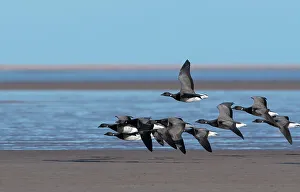 Northumberland Prints: Brent geese (Branta bernicla) small flock in flight over coastal feeding grounds