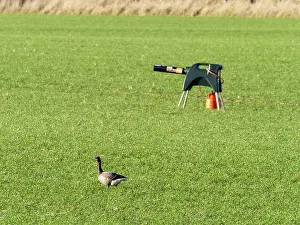 Northumberland Prints: Brent goose (Branta bernicla) feeding on crops in field with a bird scarer in the background