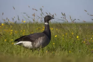 Images Dated 24th May 2009: Brent goose (Branta bernicla) standing in field with yellow flowers, Texel, Netherlands