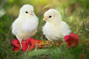 Farms Prints: Two Bresse chicks and Trumpet Vine flowers, Calamus, Iowa, USA. August