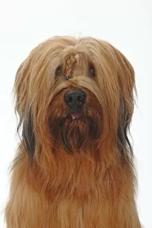 Images Dated 30th September 2011: Briard / Berger de Brie, head portrait with plaited hair between eyes