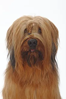 Hairy Prints: Briard / Berger de Brie, head portrait with plaited hair between eyes