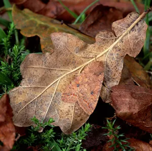The brick moth (Agrochola circellaris) camouflaged on falled oak leaf, Annagarriff Wood NNR