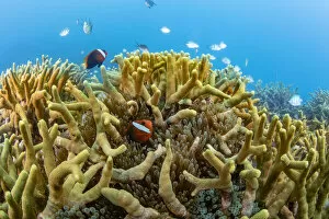 Bridled anemonefish (Amphiprion frenatus) in a Bulb-tenacle sea anemone