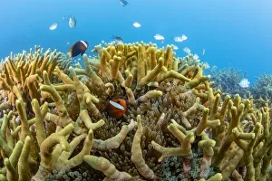 Clownfish Prints: Bridled anemonefish (Amphiprion frenatus) in a Bulb-tenacle sea anemone