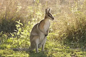 Images Dated 16th October 2010: Bridled nailtail wallaby (Onychogalea fraenata) Queensland, Australia, Endangered species
