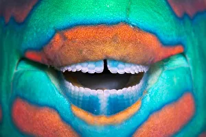 Detail Prints: Bridled parrotfish (Scarus frenatus) clownish grin reveals its power tools: grinding