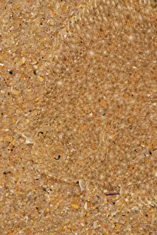 Flatfish Prints: Brill (Scophthalmus rhombus) camouflaged on seabed, size 3cm, Portugal, Atlantic Ocean