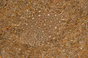 Flatfish Prints: Brill (Scophthalmus rhombus) camouflaged on seabed, size 3cm, Portugal, Atlantic Ocean