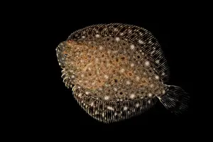 Flatfish Prints: Brill (Scophthalmus rhombus) portrait, size 3cm, Portugal, Atlantic Ocean
