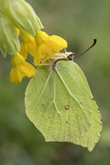 Butterflies & Moths Gallery: Brimstone butterfly (Goneopteryx rhamni) male roosting on Cowslip (Primula veris) Bedfordshire