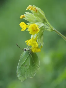 Primulaceae Prints: Brimstone butterfly (Goneopteryx rhamni) male roosting on Cowslip (Primula veris) Bedfordshire