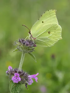 Brimstone butterfly (Goneopteryx rhamni) male on Wild basil flower (Clinopodium vulgare)