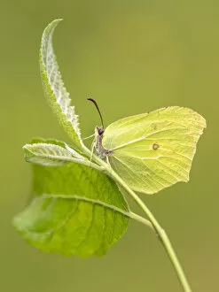 Images Dated 9th July 2020: Brimstone butterfly (Gonepteryx rhamni) resting among foliage, Meeth Quarry, Devon, UK