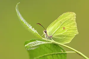 Devon Prints: Brimstone butterfly (Gonepteryx rhamni) resting on a leaf