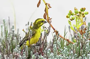 Fringillidae Prints: Brimstone canary (Crithagra sulphurata) male