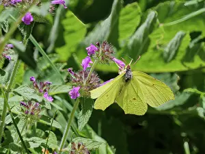 Pieridae Prints: Brimstone (Gonepteryx rhamni) male, nectaring on flower, Jura, Geneva, Switzerland. July