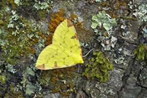 Yellow Gallery: Brimstone moth (Opisthograptis luteolata) Banbridge, County Down, Northern Ireland, June