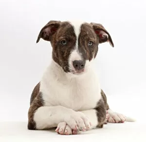 Brindle-and-white Lurcher puppy, age 8 weeks, with crossed paws