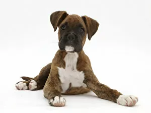 Puppies Gallery: Brindle Boxer puppy sitting looking alert