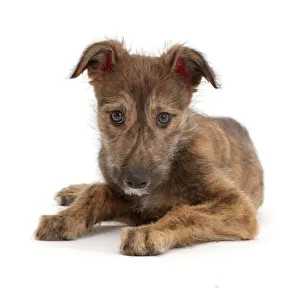 Brindle Lurcher dog puppy lying head up