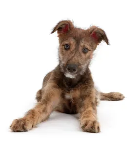 Brindle Lurcher dog puppy lying head up