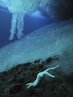 Brinicles (brine icicles or ice stalactites) forming under the ice, growing towards the sea floor