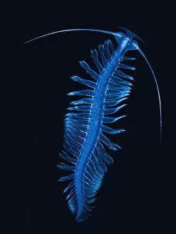 Antarctic Ocean Gallery: Bristle worm (Polychaeta sp), Antarctic Peninsula, Antarctica
