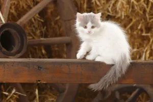 Cautious Prints: British Longhair, kitten with blue-van colouration age 10 weeks in barn with straw
