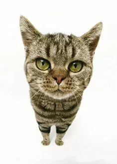 British Shorthair Brown Spotted cat, distorted proportions