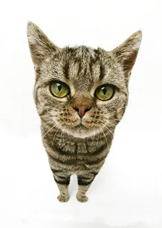 Images Dated 2nd December 2009: British Shorthair Brown Spotted cat, distorted proportions