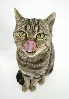 Images Dated 2nd December 2009: British Shorthair Brown Spotted cat licking her nose