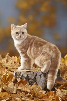 2011 Highlights Collection: British Shorthair Cat, cream-white coated kitten aged 5 months, standing on log with
