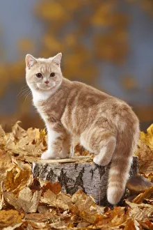 British Shorthair Cat, cream-white coated kitten aged 5 months, standing on log with