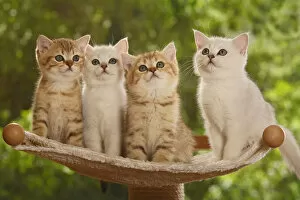 Four British Shorthair kittens, two silver-shaded and two golden-mackerel-tabby
