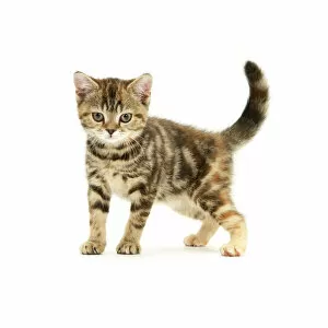 British shorthair tabby-tortoiseshell kitten