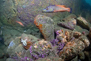 British underwater scenic with Jewel Anemones (Corynactis viridis) and Cuckoo Wrasse
