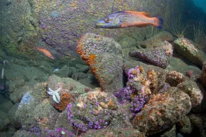 British underwater scenic with Jewel Anemones (Corynactis viridis) and Cuckoo Wrasse British underwater scenic with Jewel Anemones (Corynactis viridis) and Cuckoo Wrasse